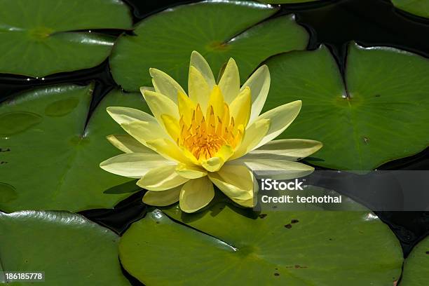 Lótus Amarelo - Fotografias de stock e mais imagens de Beleza natural - Beleza natural, Cabeça de Flor, Cor de rosa