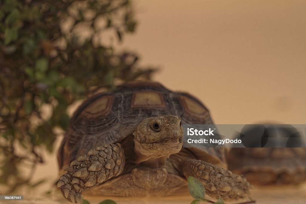 Geochelone sulcata - Foto stock royalty-free di Africa