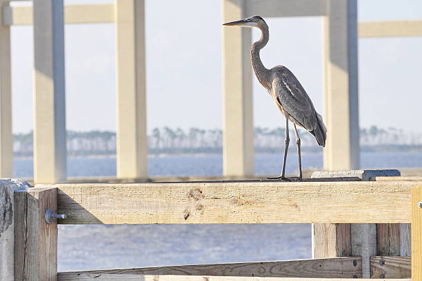 Great Blue Heron on a Fishing Pier stock photo