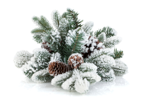 Fir tree branch with cones covered with snow. Isolated on white background