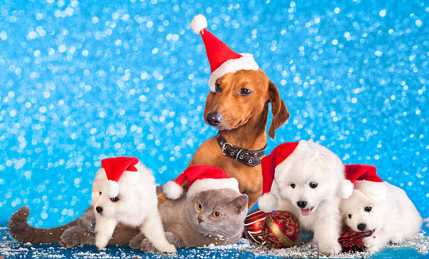 istock dog and cat holidays 186188180