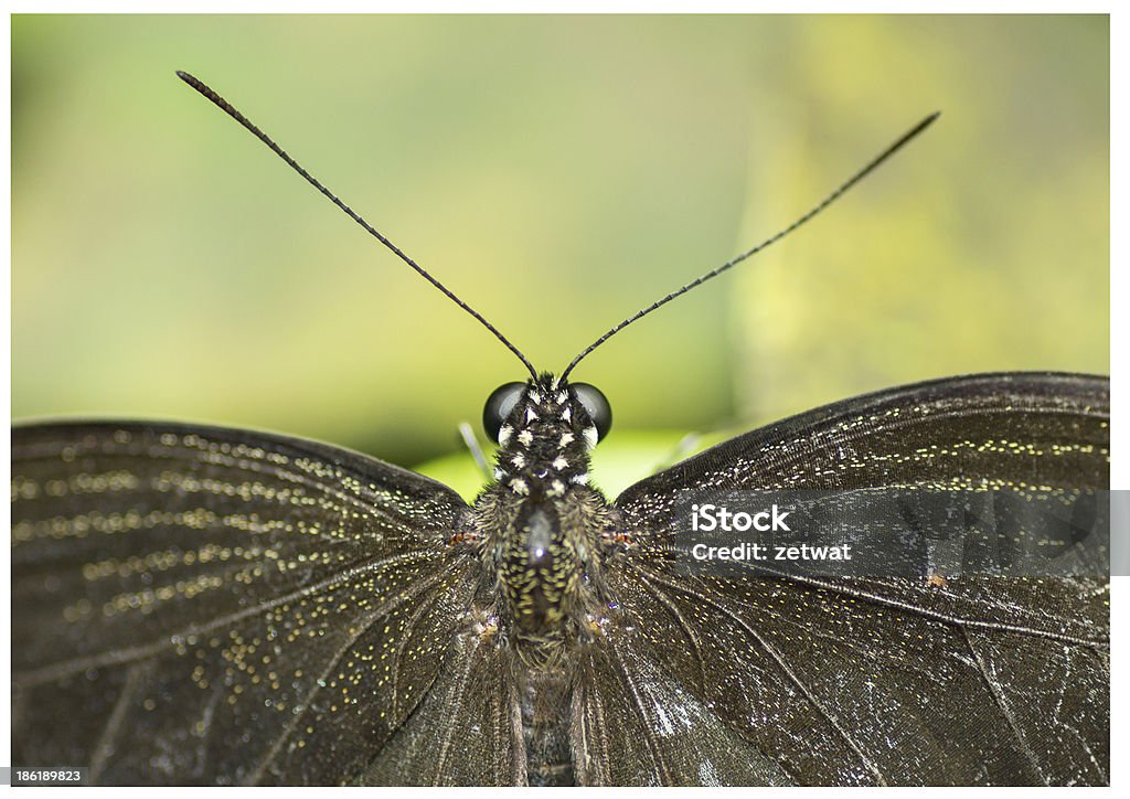 wide eyed wonderer photo taken of butterfly at a butterfly habitat... Beauty In Nature Stock Photo