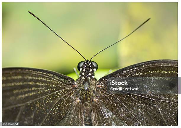 Wide Eyed Wonderer Stock Photo - Download Image Now - Beauty In Nature, Butterfly - Insect, Colors