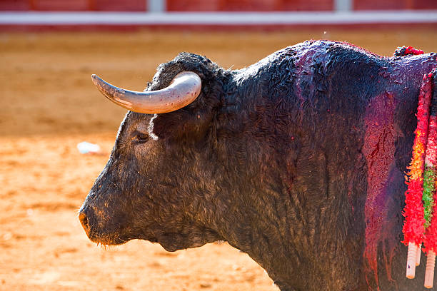 istock brave bull Vitorino in a bullfight, Spain 186190295