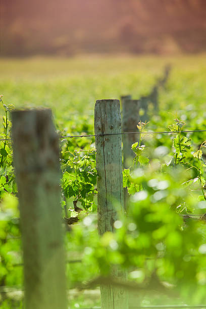 Sunny day on the vine. stock photo