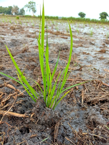 newly planted rice plants, planting is still done using traditional methods.