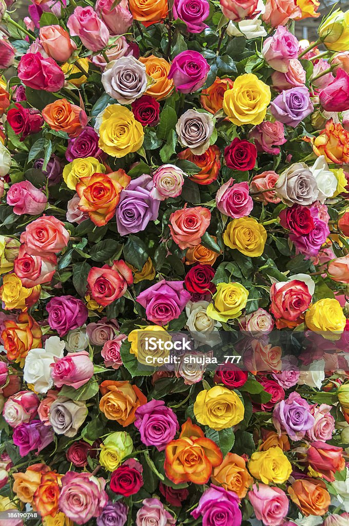 Colorful roses composition Multicolor full and fresh roses background Affectionate Stock Photo