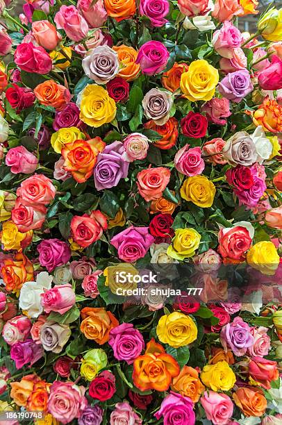 Colorful Roses Composition Stock Photo - Download Image Now - Affectionate, Beauty, Beauty In Nature