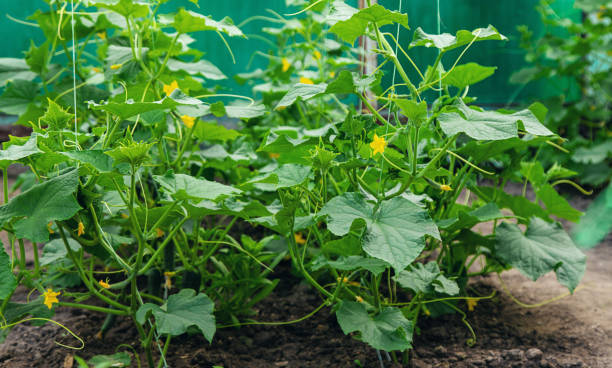 istock Cucumbers grow in the garden. selective focus. 1861908674