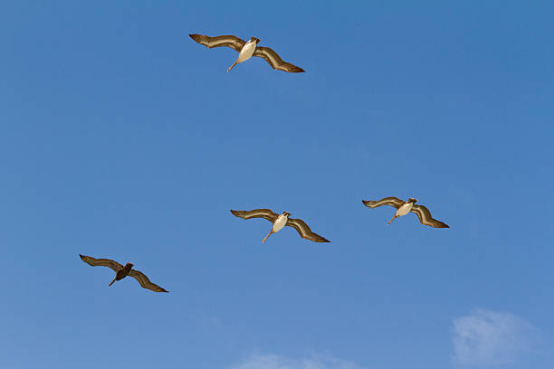 istock Miami Beach - flock of pelicans in flight 186190931