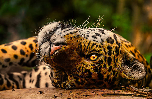 Leopardo dell'Amur - foto stock