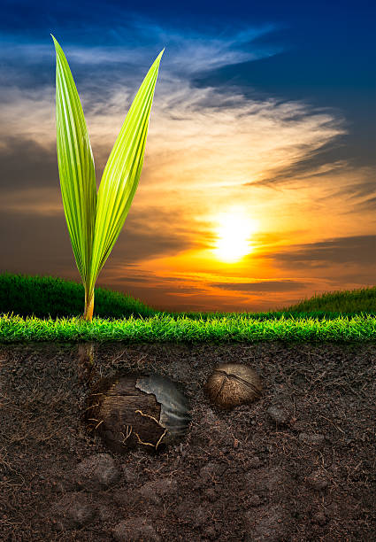 istock Coconut and Soil with Grass in Sunset Background 186191180