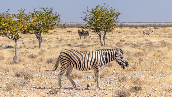 Zebra ( Equus Burchelli) walking by, Etosha National Park, Namibia.  Horizontal.
