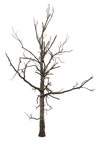 Close up of dead tree isolated on white background