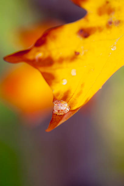 Feuille d'automne coloré - Photo