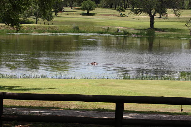 Hipopótamo no campo de golfe - foto de acervo