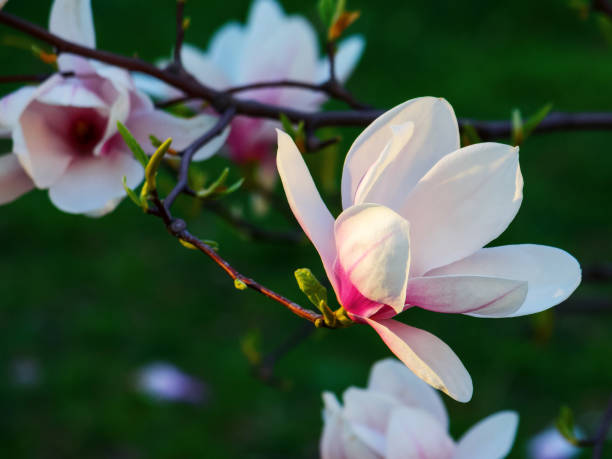 istock branch of blossoming magnolia in evening light 1861933626