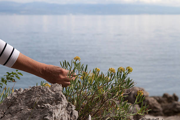 Woman picking Motar, traditional Mediterranean Sea fennel or Rock Sampire salad, close-up