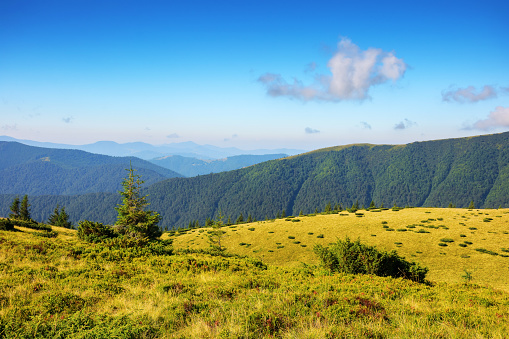 ukrainian alpine highlands in summer. view in to the distant chornohora ridge. bright sunny weather. popular travel destination of transcarpathia