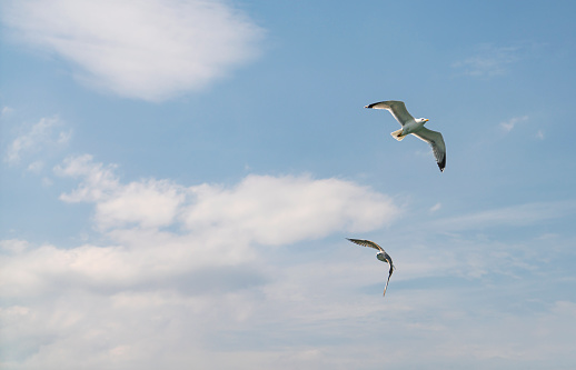 flying seagulls on Thailand
