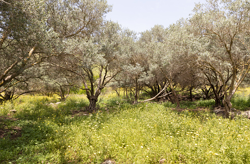 Small grove of olive trees on hillside overgrown with fresh flowers and fresh greenery in the El Al National Nature Reserve located in the northern Galilee in the North of Israel