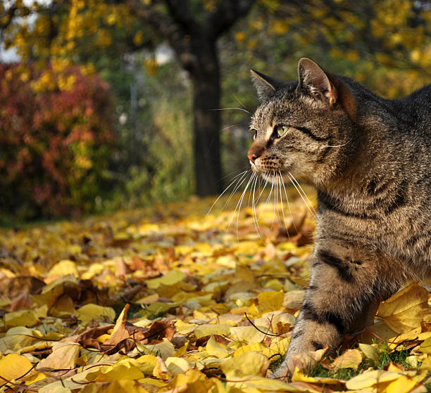 istock Cat in autumn garden 186194111