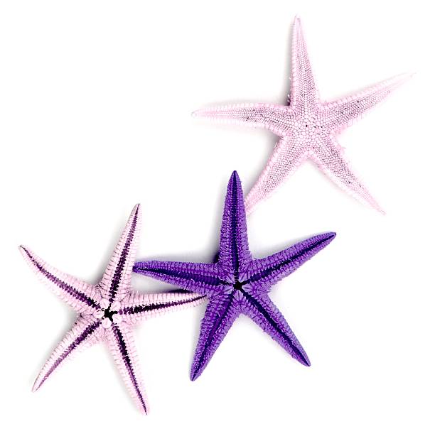 istock Purple and pink starfishes isolated on white background. 186194273
