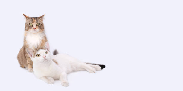 istock Portrait of two cats. 1861943977