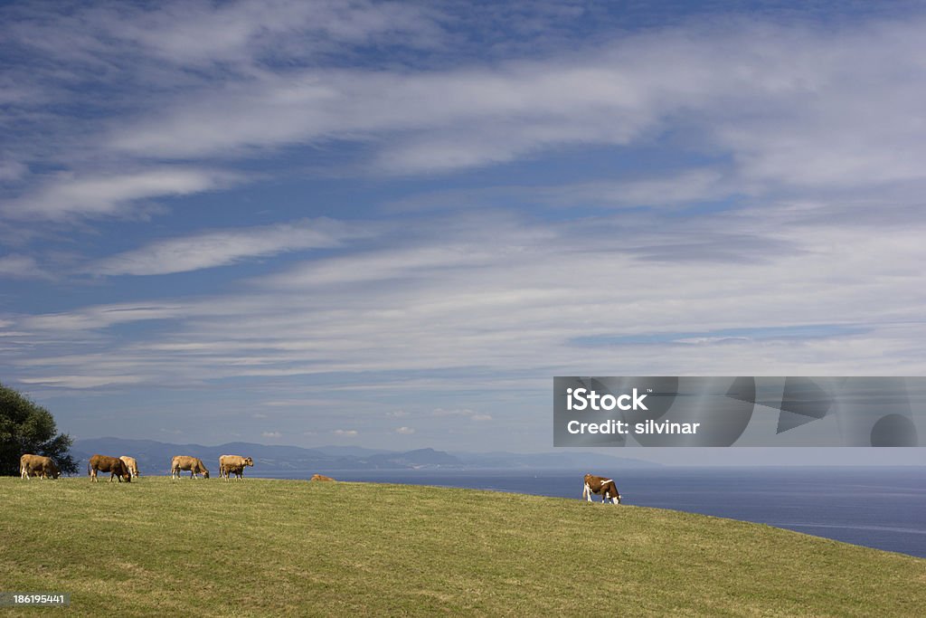 Cows Cows in green meadow by the sea. Agriculture Stock Photo