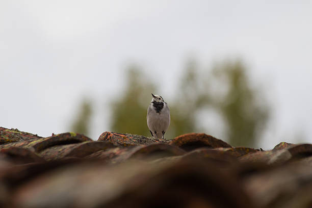 Bird on roof Bird ( White Wagtail - wagtail - Motacilla alba ) perched on the roof of tile curve - Pajaro (  Lavandera blanca - Aguzanieves - Motacilla alba ) posado en tejado te teja curba lavandera stock pictures, royalty-free photos & images