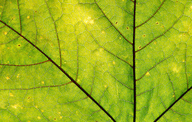 istock texture of the old leaf 186195484