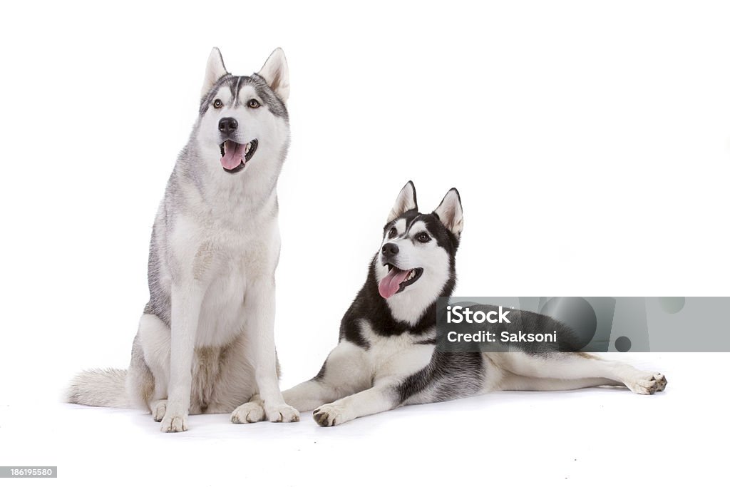 husky siberiano - Foto de stock de Abrigo libre de derechos