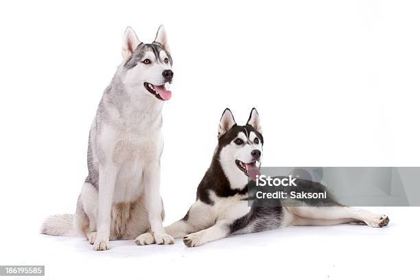 シベリアンハスキー - いっぱいになるのストックフォトや画像を多数ご用意 - いっぱいになる, そり犬, アラスカ文化