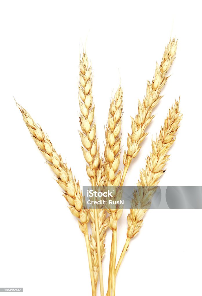 Trigo dourado - Royalty-free Agricultura Foto de stock