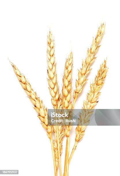 Trigo Dourado - Fotografias de stock e mais imagens de Agricultura - Agricultura, Amarelo, Beleza natural