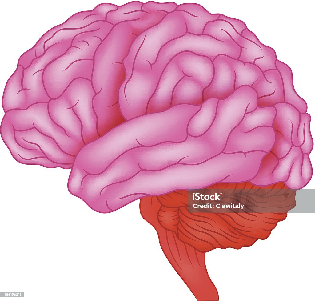Ludzki mózg anatomii - Grafika wektorowa royalty-free (Anatomia człowieka)