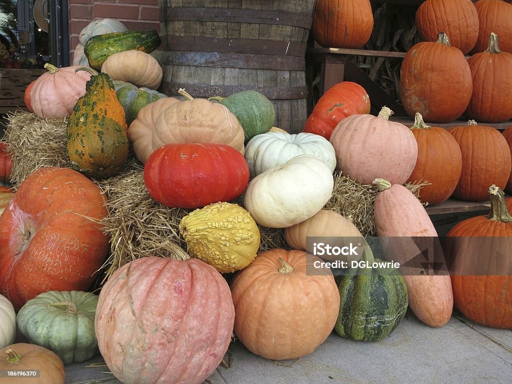 Pumpkins and gourds Halloween holiday decorations Agriculture Stock Photo