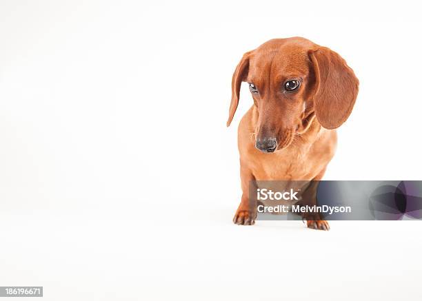 Curious Dachshund Stock Photo - Download Image Now - Animal, Curiosity, Cute