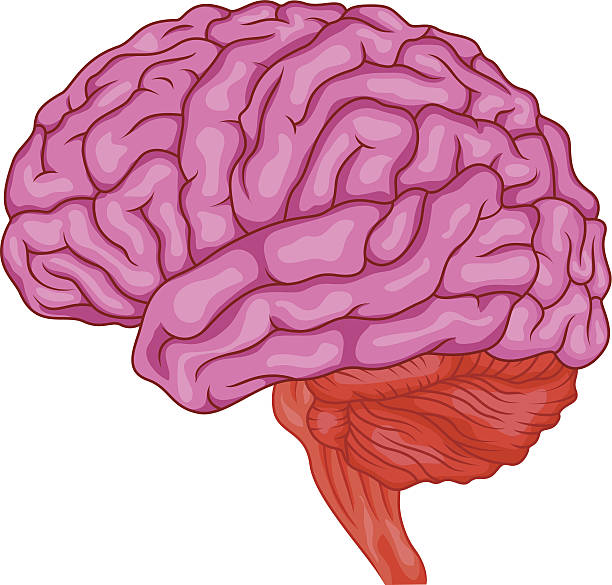 Bекторная иллюстрация Анатомия мозга человека