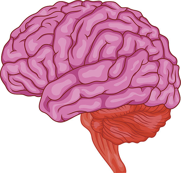 Human brain anatomy vector art illustration