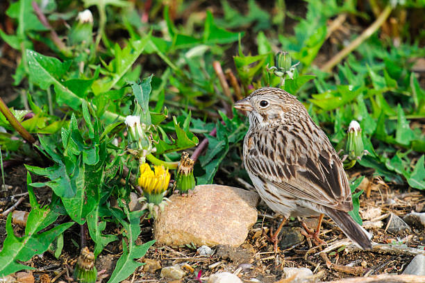 Baird's Sparrow (Ammodramus bairdii) stock photo