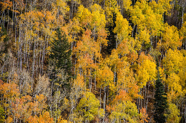 Fall Aspen stock photo