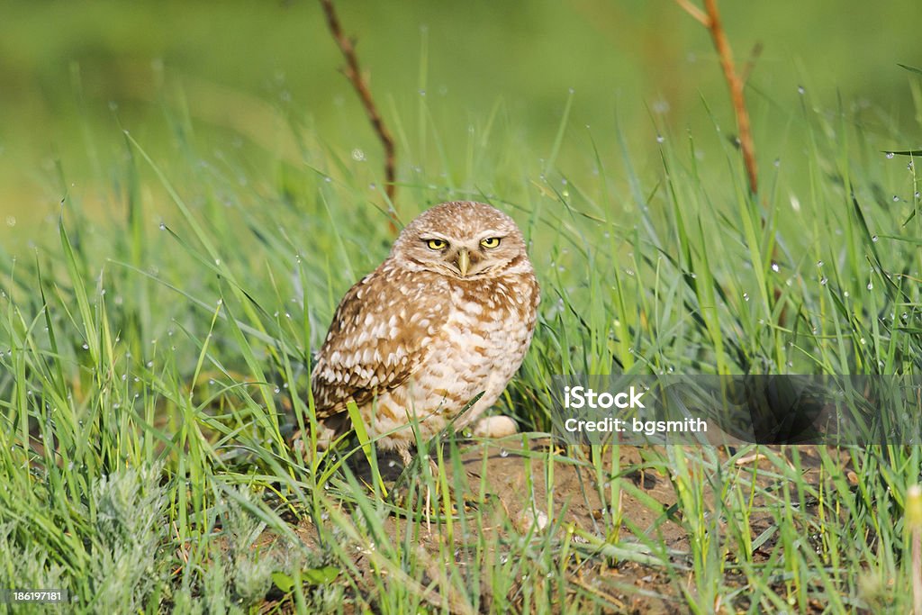 Kanincheneule (Athena Nike cunicularia) - Lizenzfrei Bedrohte Tierart Stock-Foto