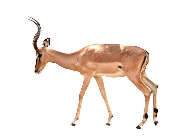 istock adult male impala isolated 186197233