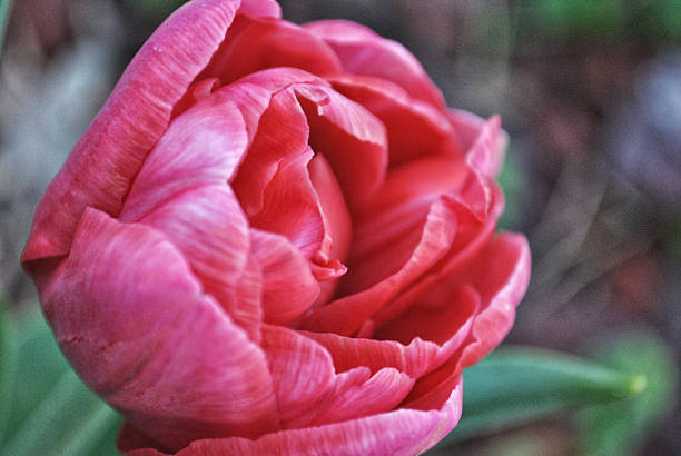 istock Lollipop Tulip In Bloom 186197287