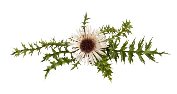 Stemless carline Thistle flower (Carlina acaulis)