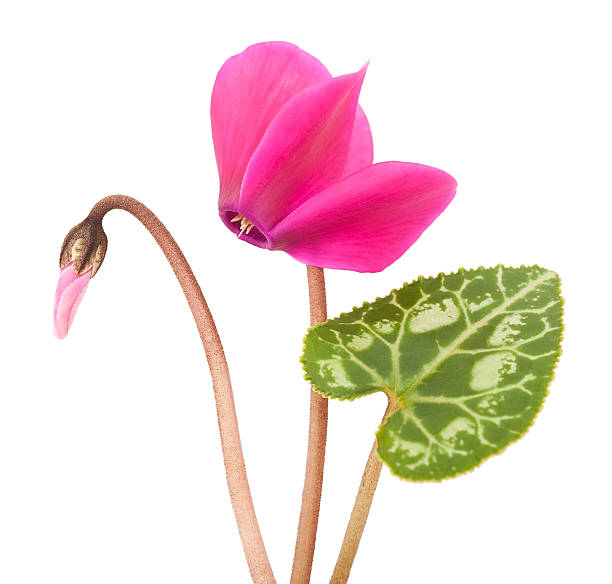 cyclamen cyclamen flowers isolated on white cyclamen stock pictures, royalty-free photos & images
