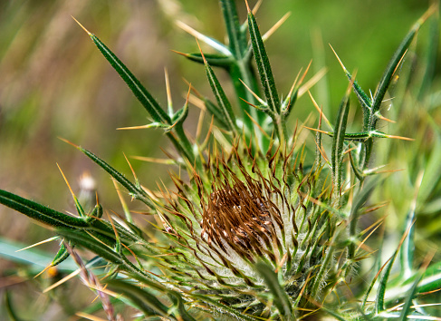 Milk thistle herb before blooming. Close up.