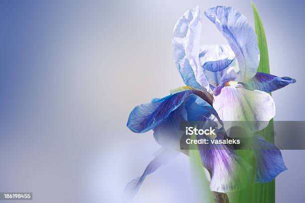 Foto de Iris e mais fotos de stock de Dia das Mães - Dia das Mães, Azul, Plano de Fundo