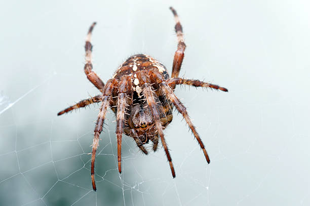 450+ Brown Spider Striped Legs Stock Photos, Pictures & Royalty-Free
